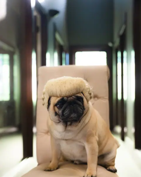 Pugly Eagle, Office Therapy Dog at Hine Eagle